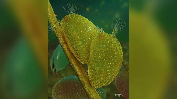 Lezbiyenlarning ozaro erkalashlari Saxa porno video