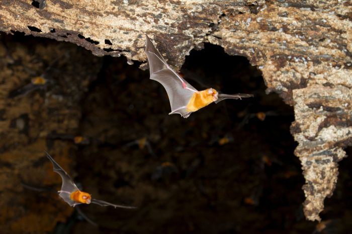 Mengapa Kelelawar Hidup di Gua? - National Geographic