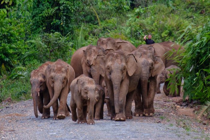 Mengungkap Asal-usul Gajah Kerdil Borneo di Tanah Kalimantan - Semua  Halaman - National Geographic