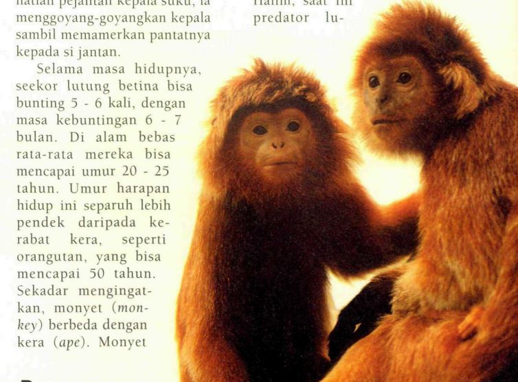 https://cdn.grid.id/crop/0x0%3A0x0/filters%3Aformat%28webp%29%3Aquality%28100%29/photo/2025/11/21/lutung-jawa-4jpg-20251121015351.jpg