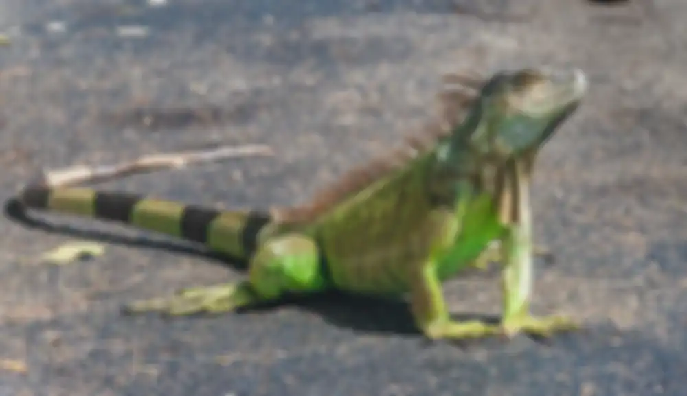 Iguana