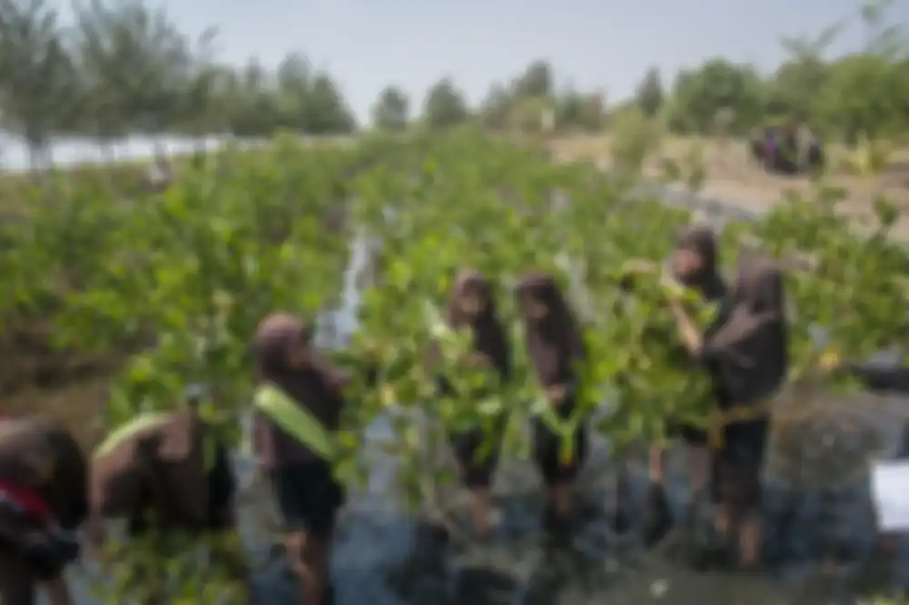 Sejak dini, para murid SD ini diajarkan menanam mangrove sebagai bagian dari pelestarian lingkungan