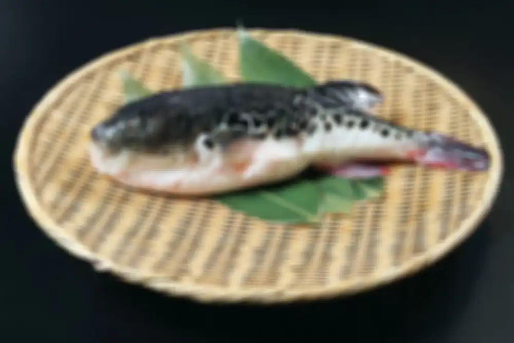 Ikan fugu