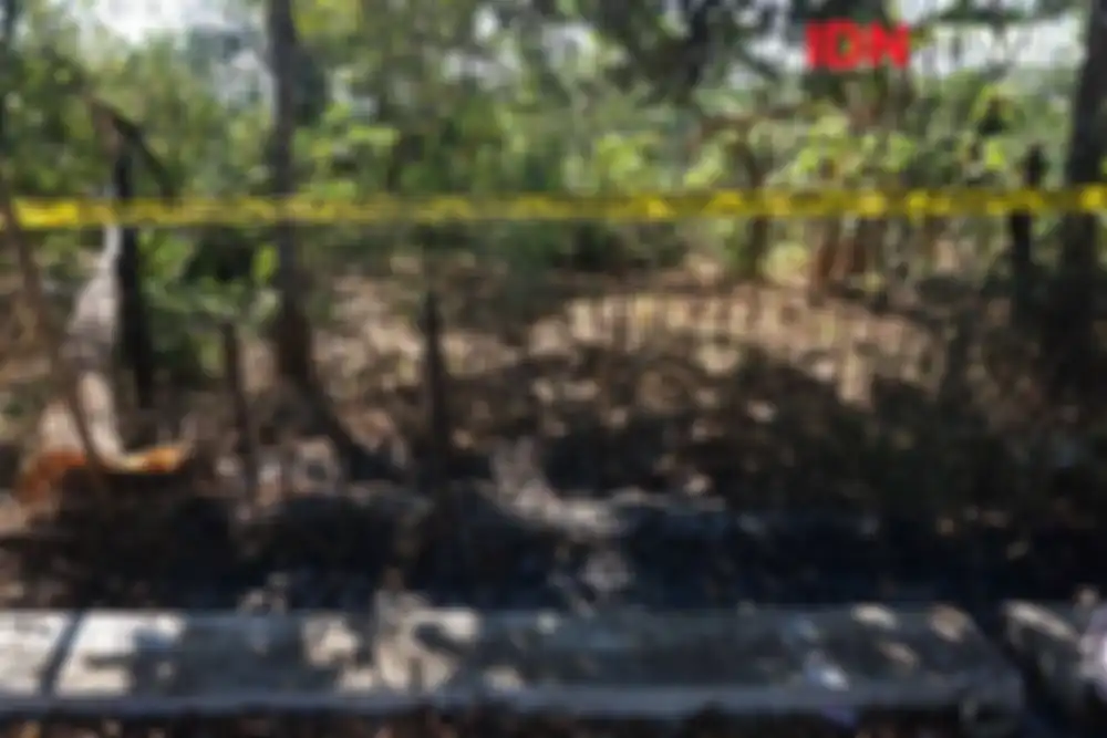 Kondisi pohon sengon di Gunungpati, Semarang, Jawa Tengah yang sempat timbulkan ledakan dan menjadi pemicu korsleting SUTET 500 kv Ungaran 