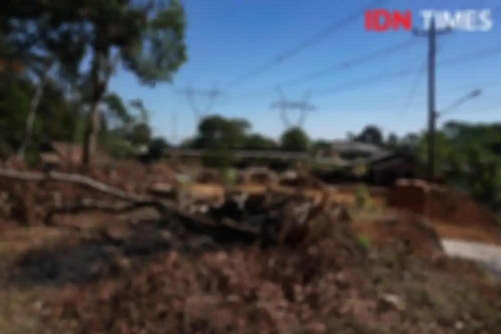 Kondisi pohon sengon di Gunungpati, Semarang, Jawa Tengah yang sempat timbulkan ledakan dan menjadi pemicu korsleting SUTET 500 kv Ungaran