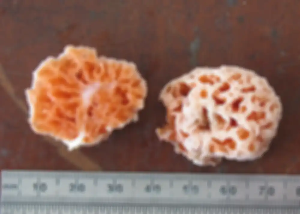 Spongiforma squarepantsii.
