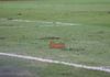 Soroti Kualitas Rumput, Jordi Amat Bicara Peluang Timnas Indonesia Main di JIS