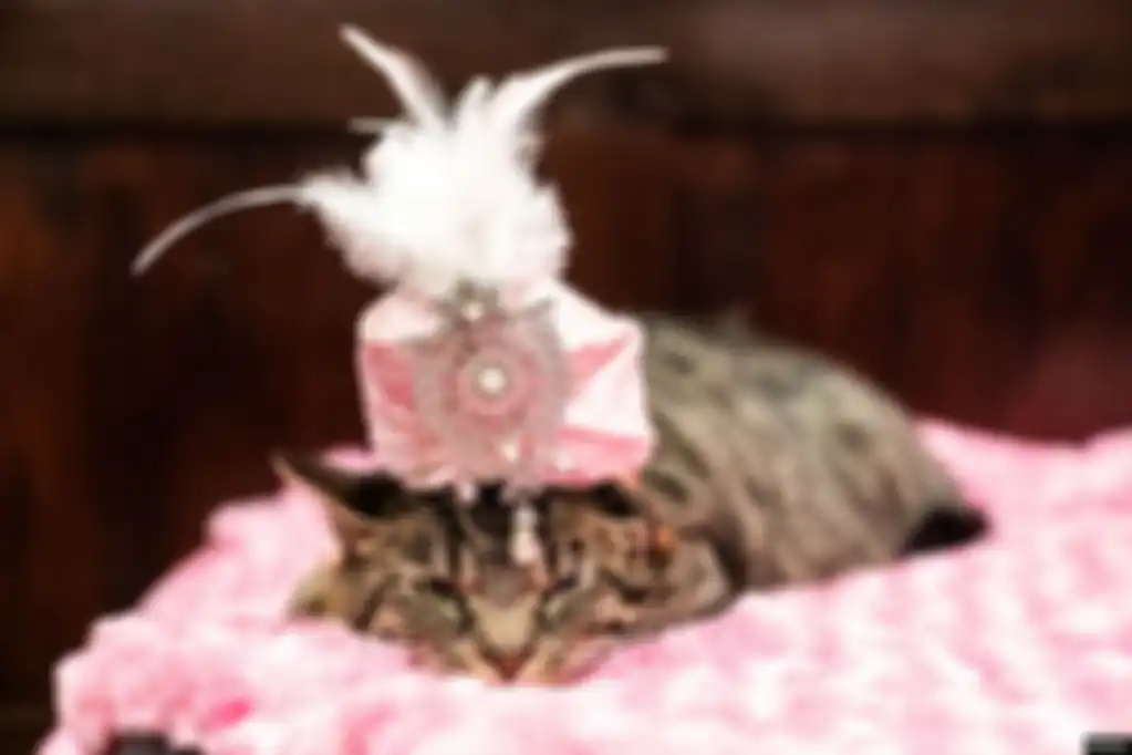 Sakie, seekor kucing, mengenakan sorban di belakang panggung sebelum Pertunjukan Fashion untuk Kucing Tahunan di Hotel Algonquin, Manhattan, New York, AS.