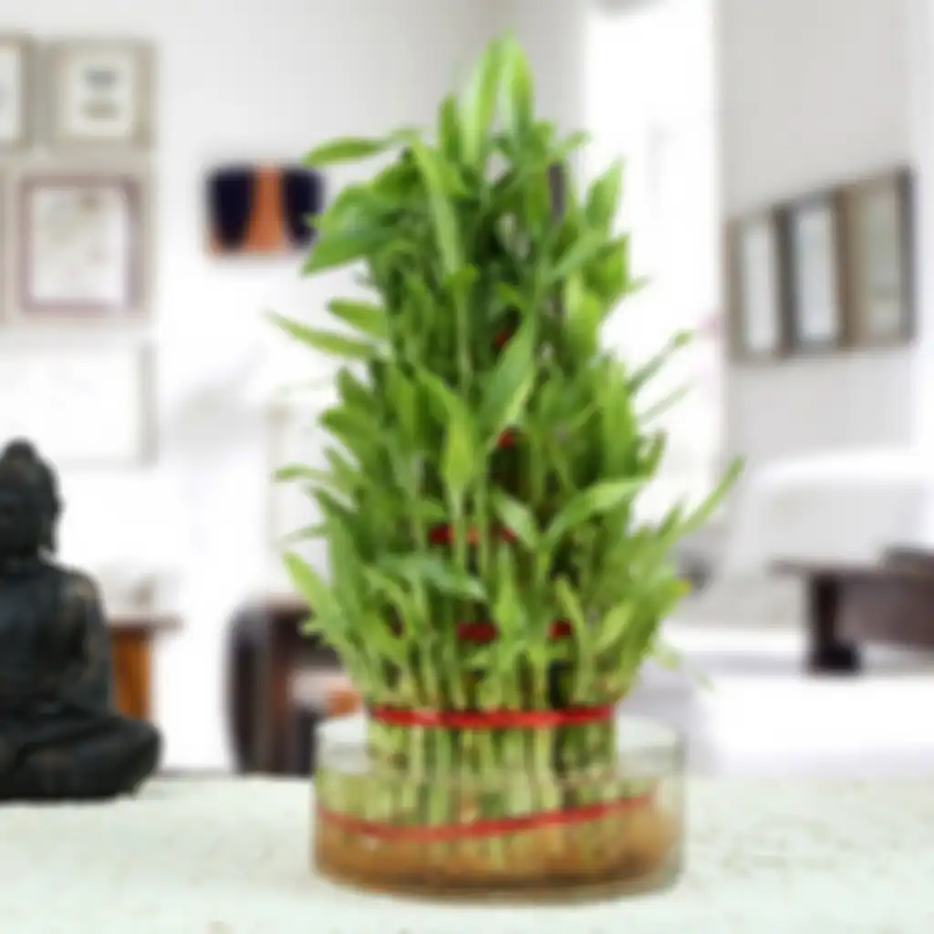 Bambu Keberuntungan