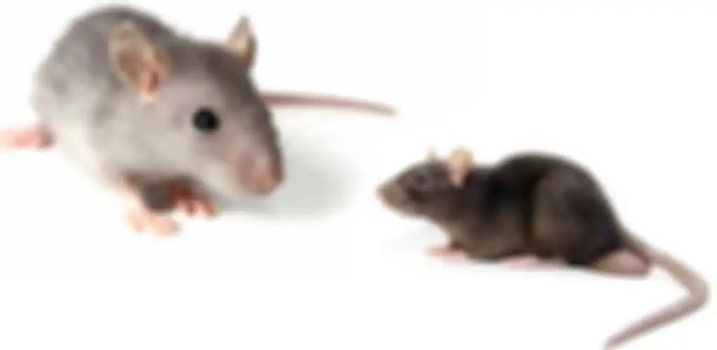 Siapa sangka cuma dengan menggunakan cabai, tikus di rumah lari terbirit-birit.