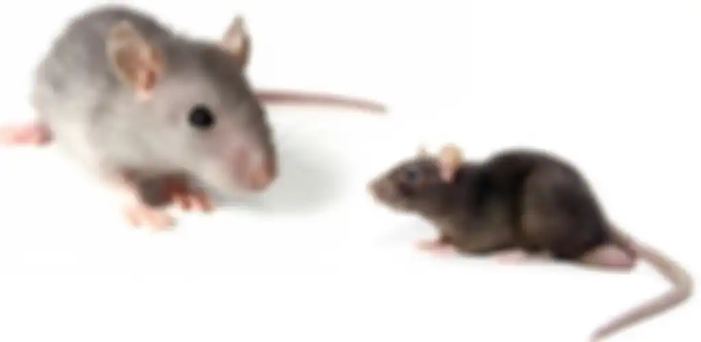 Membasmi tikus di rumah ternyata gampang banget. Cuma bermodalkan cuka yang ada di dapur. 