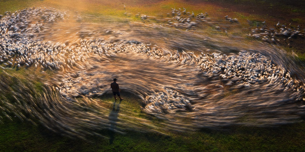 Pemenang Epson International Pano Awards 2023 - Cao Ky Nhan dari Vietnam dengan judul Pusaran Bebek