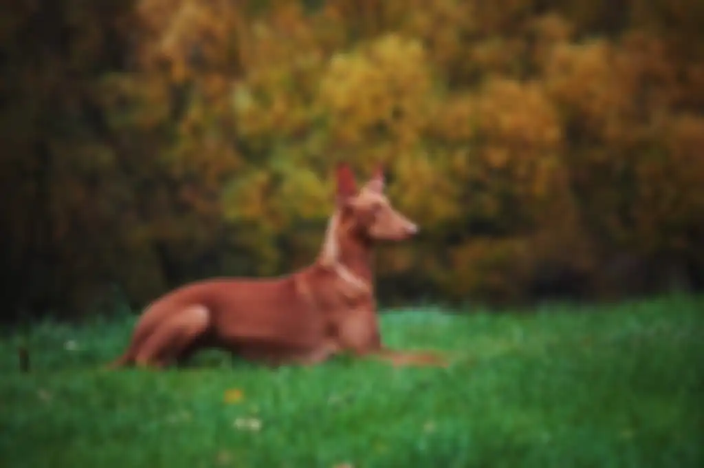 Anjing jenis Pharaoh Hound