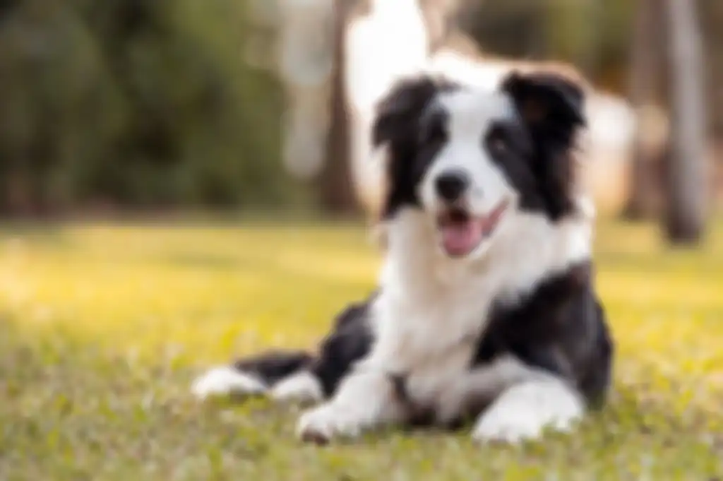 Ras anjing Border Collie