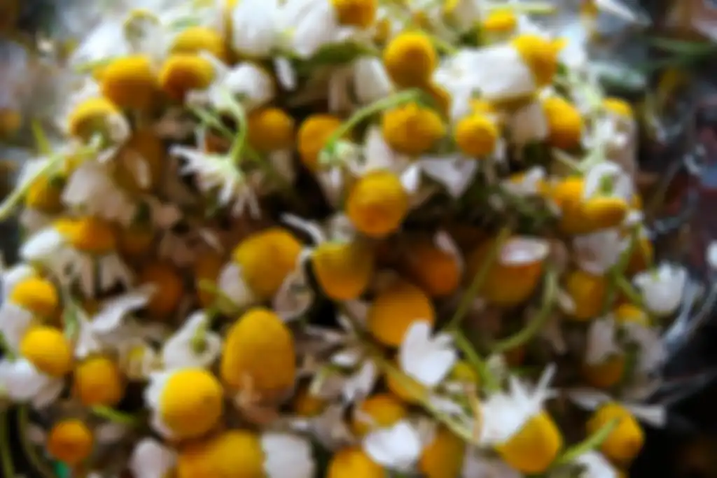 Ilustrasi bunga chamomile