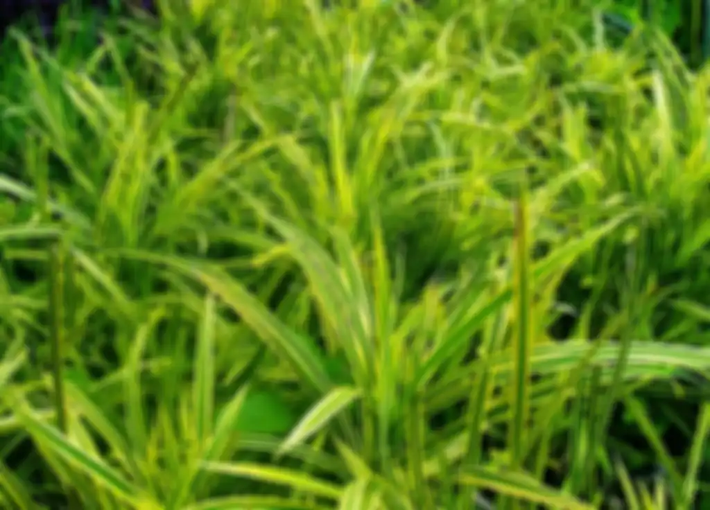 Pandan