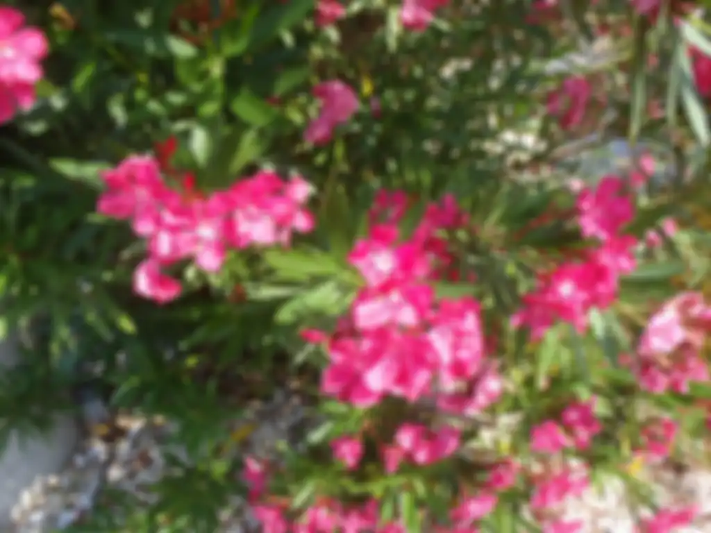 Tanaman Oleander