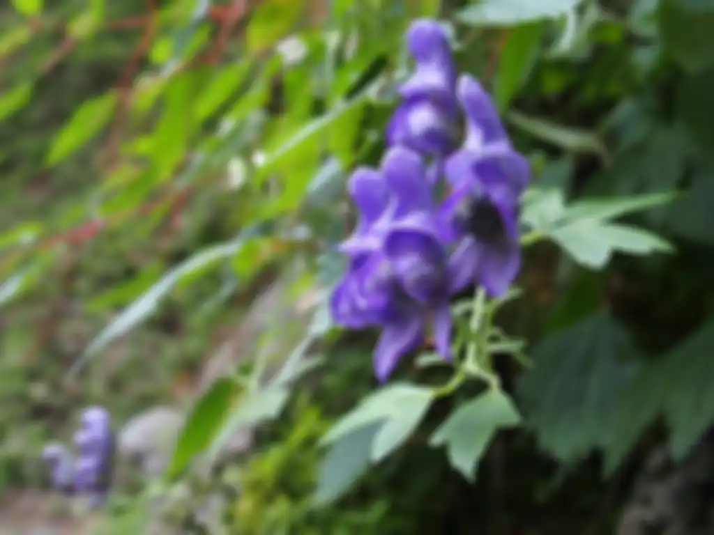 Tanaman Wolfsbane