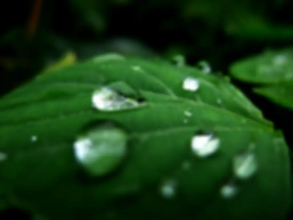 Ilustrasi keluarnya air pada daun tanaman (Pixabay)