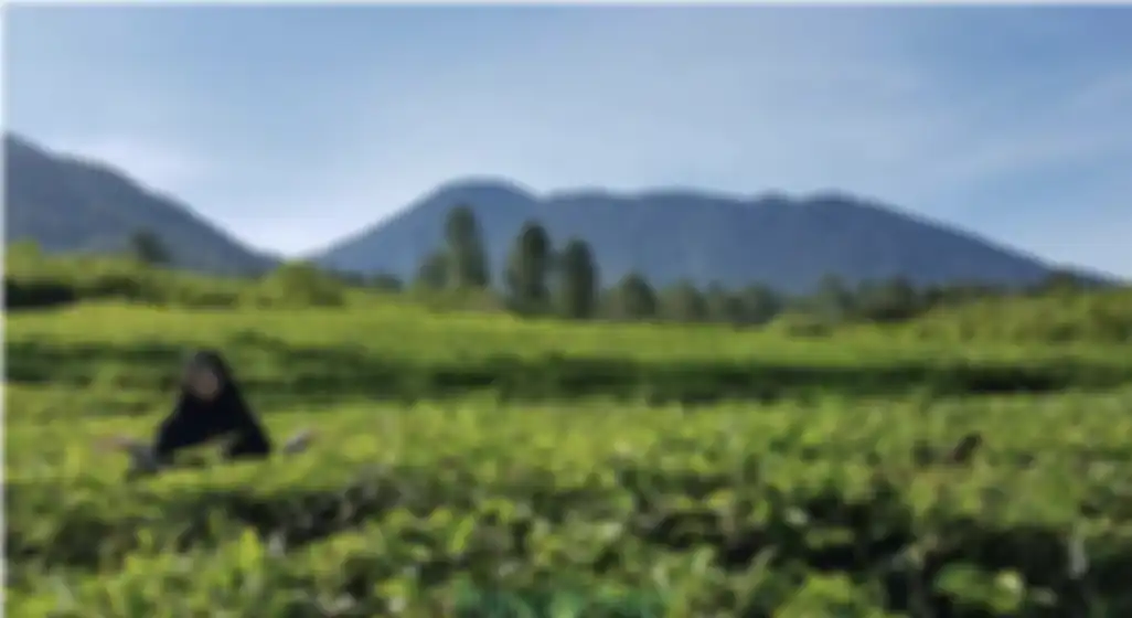 Jangan pergi jauh-jauh dari Jakarta. Ternyata ini 9 tempat wisata di Bogor yang cocok buat dapat foto aesthetic ala selebgram. 