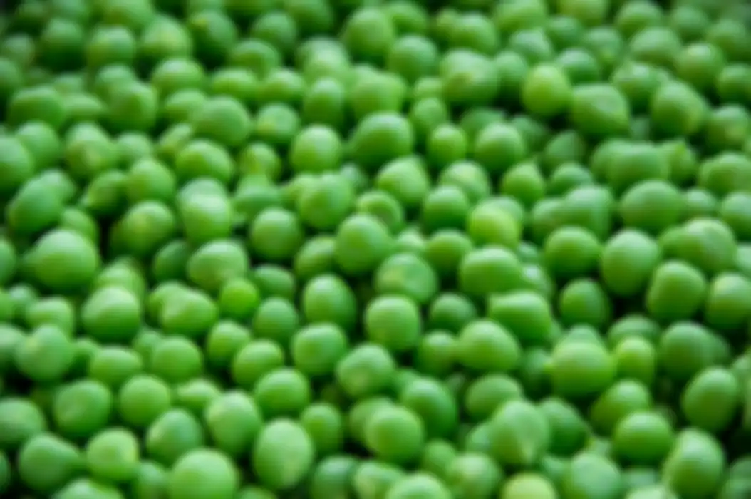 Kacang polong 