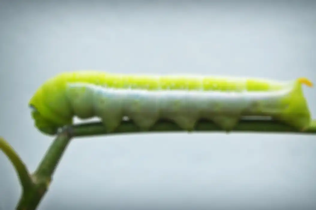Ulat, contoh hewan invertebrata