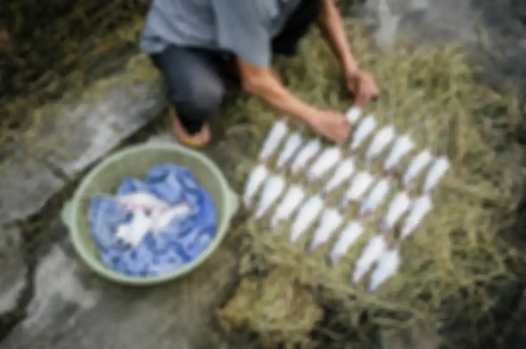 Tikus yang sudah dibersihkan kulitnya, dijemur di atas jerami sebelum dijual di pasar.