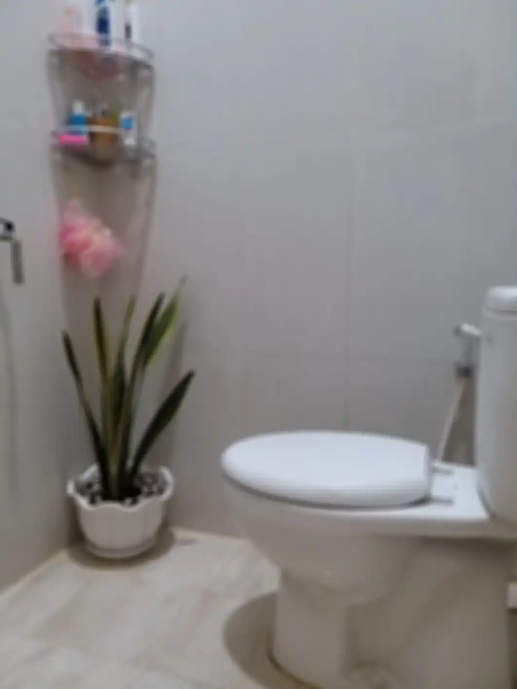 Inilah 9 tanaman penghilang bau toilet yang dijamin selalu bikin segar. Wangi alami kamar mandi dipuji Ibu-ibu. Intip foto profilnya. 