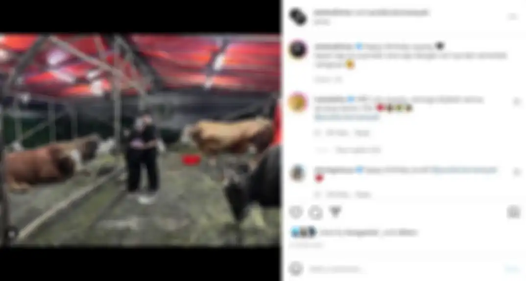 Postingan Atta Halilintar rayakan ulang tahun Aurel Hermansyah bersama sapi-sapi kurban.