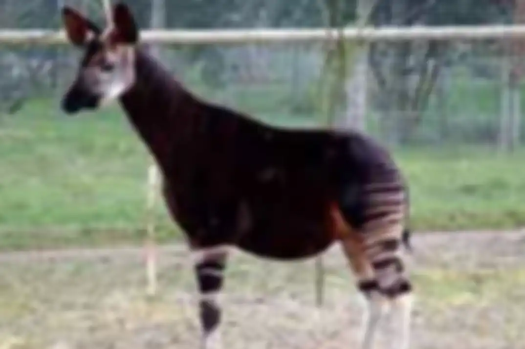 Okapi.