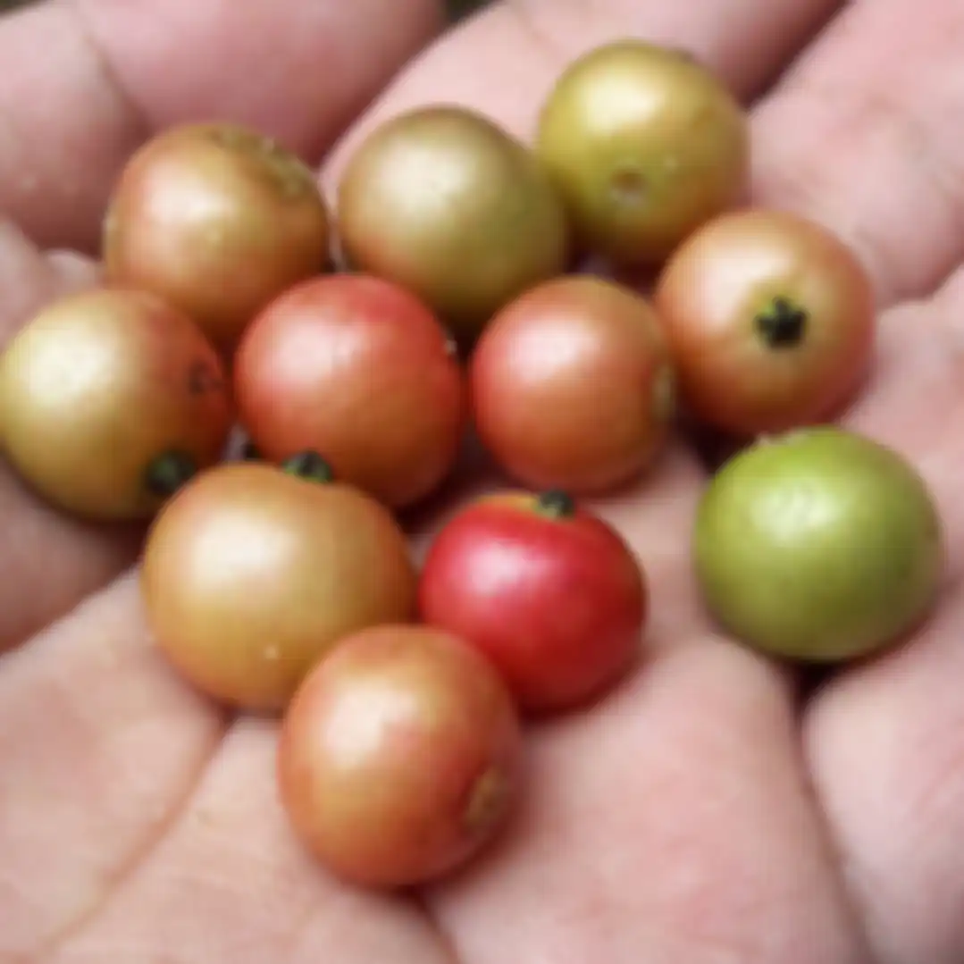 Buah kersen atau talok.