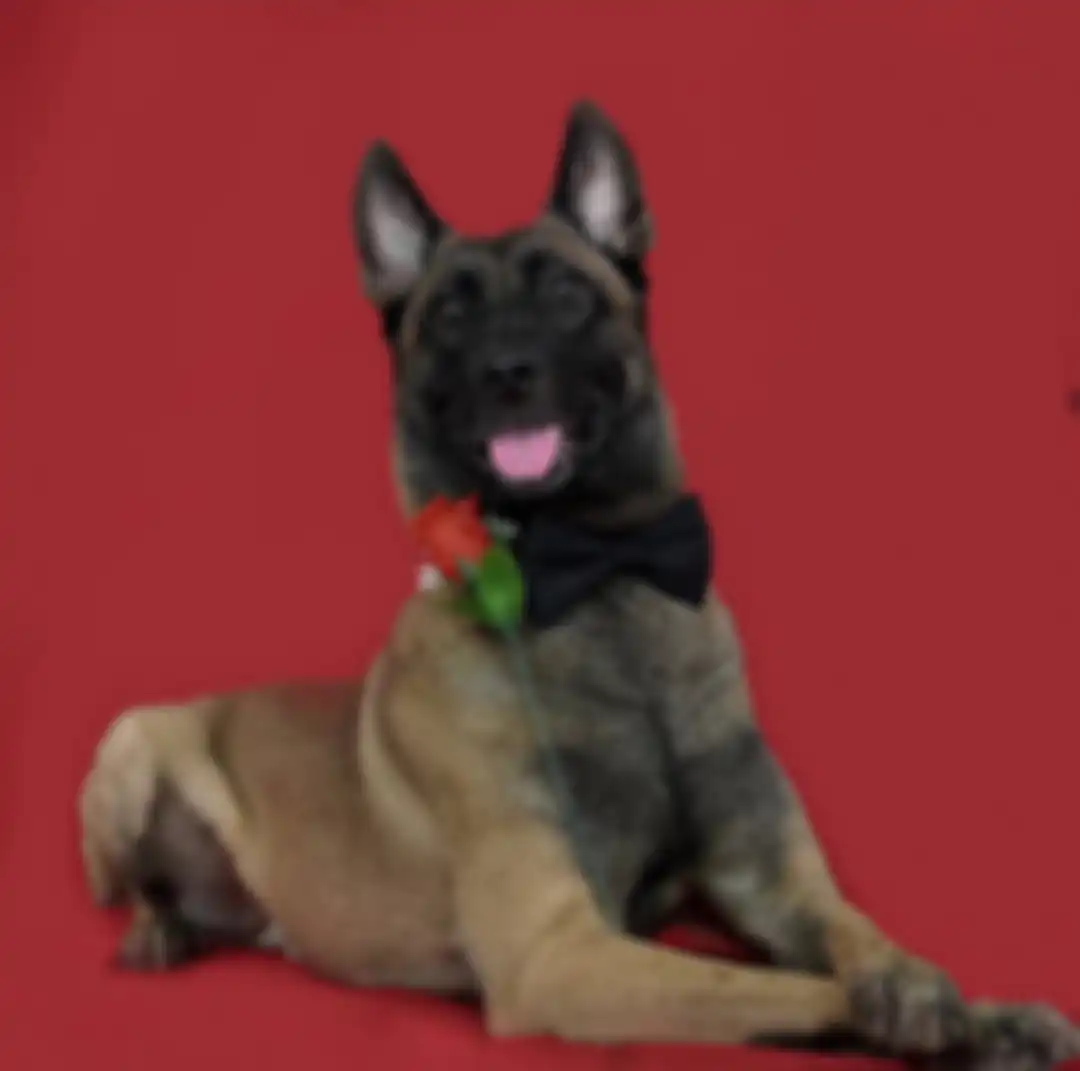 Sparta, anjing Bima Aryo