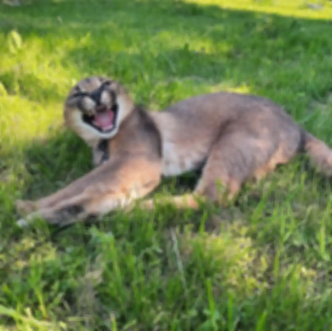 Foto unik kucing caracal yang ternyata dibanderol Rp 150 juta. Berikut fakta-fakta menarik dari kucing pemburu ini. 