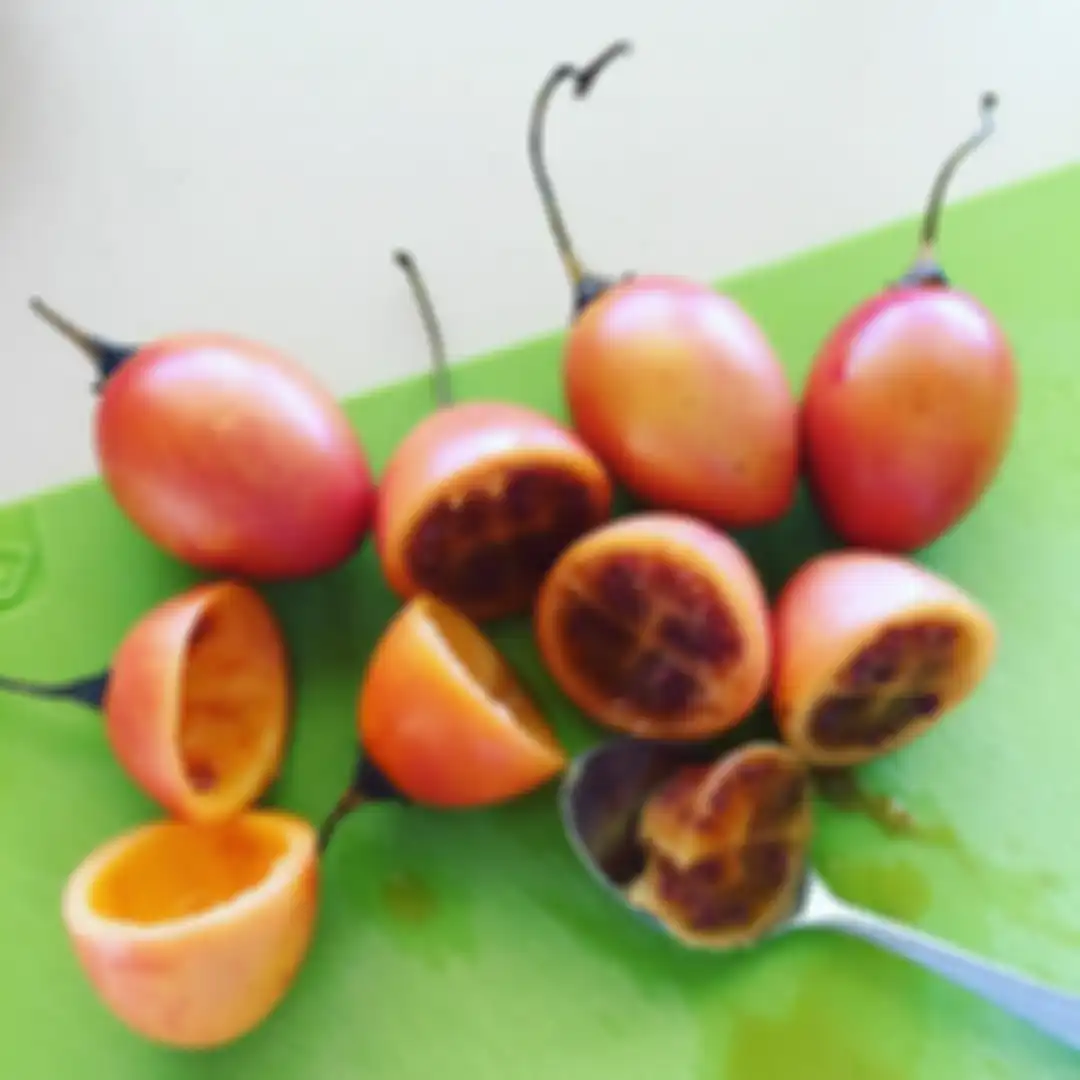 Tamarillo