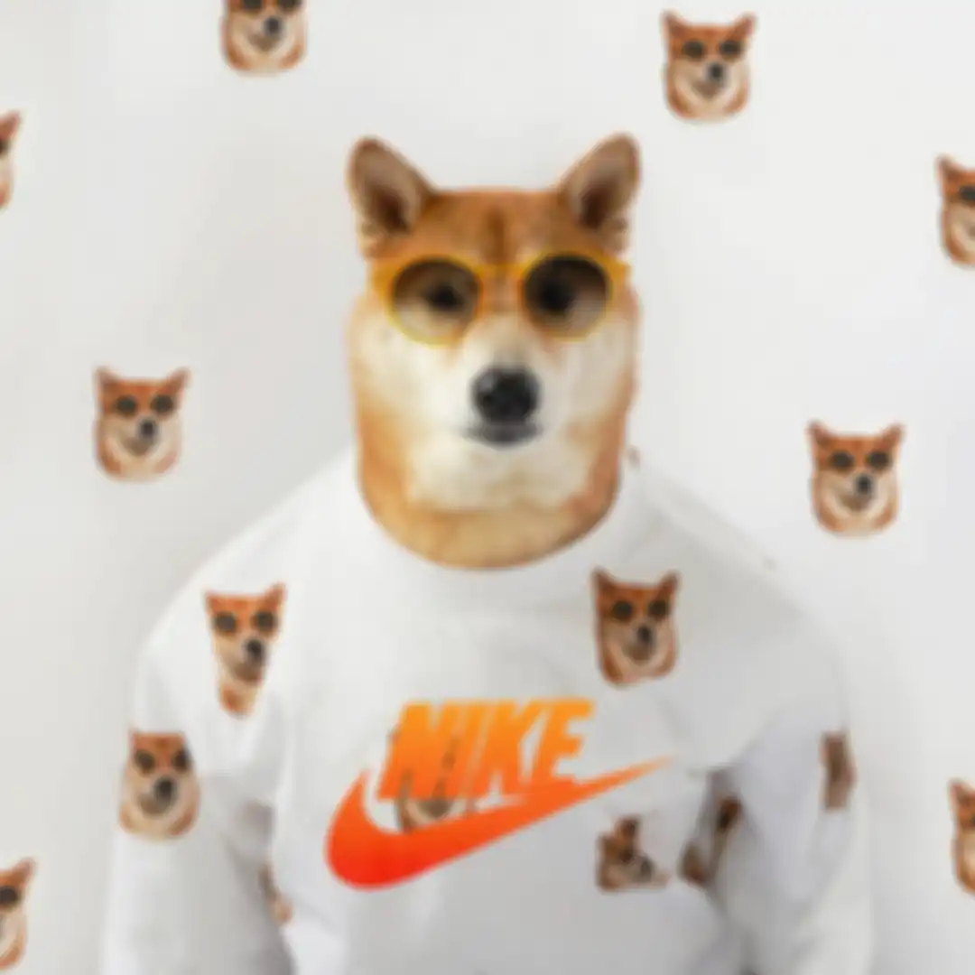 Bodhi, anjing yang punya ratusan ribu followers di Instagram karena berdandan super stylish.