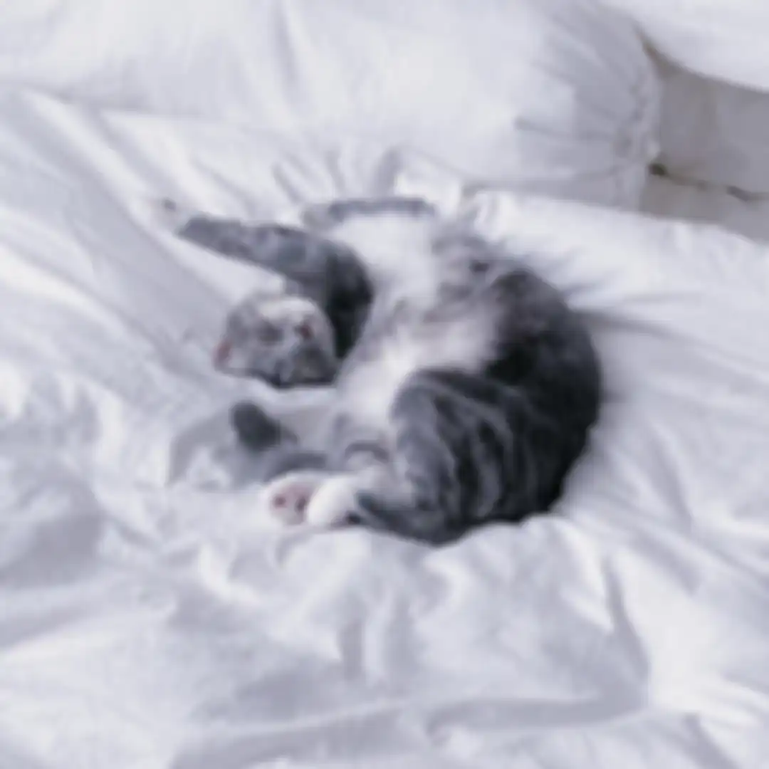 Kucing peliharaan Sherina