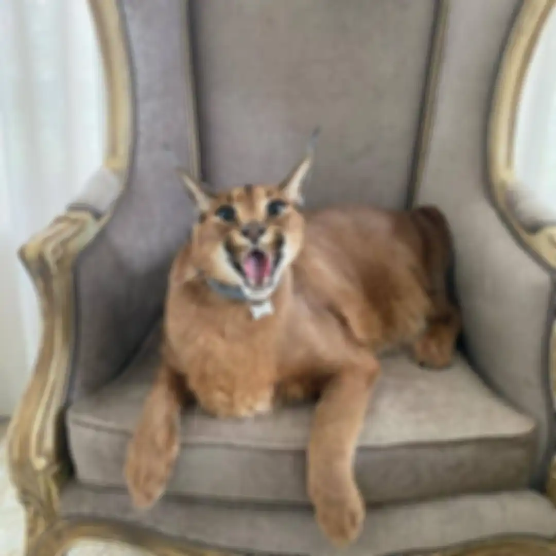 Foto unik kucing caracal yang ternyata dibanderol Rp 150 juta. Berikut fakta-fakta menarik dari kucing pemburu ini. 