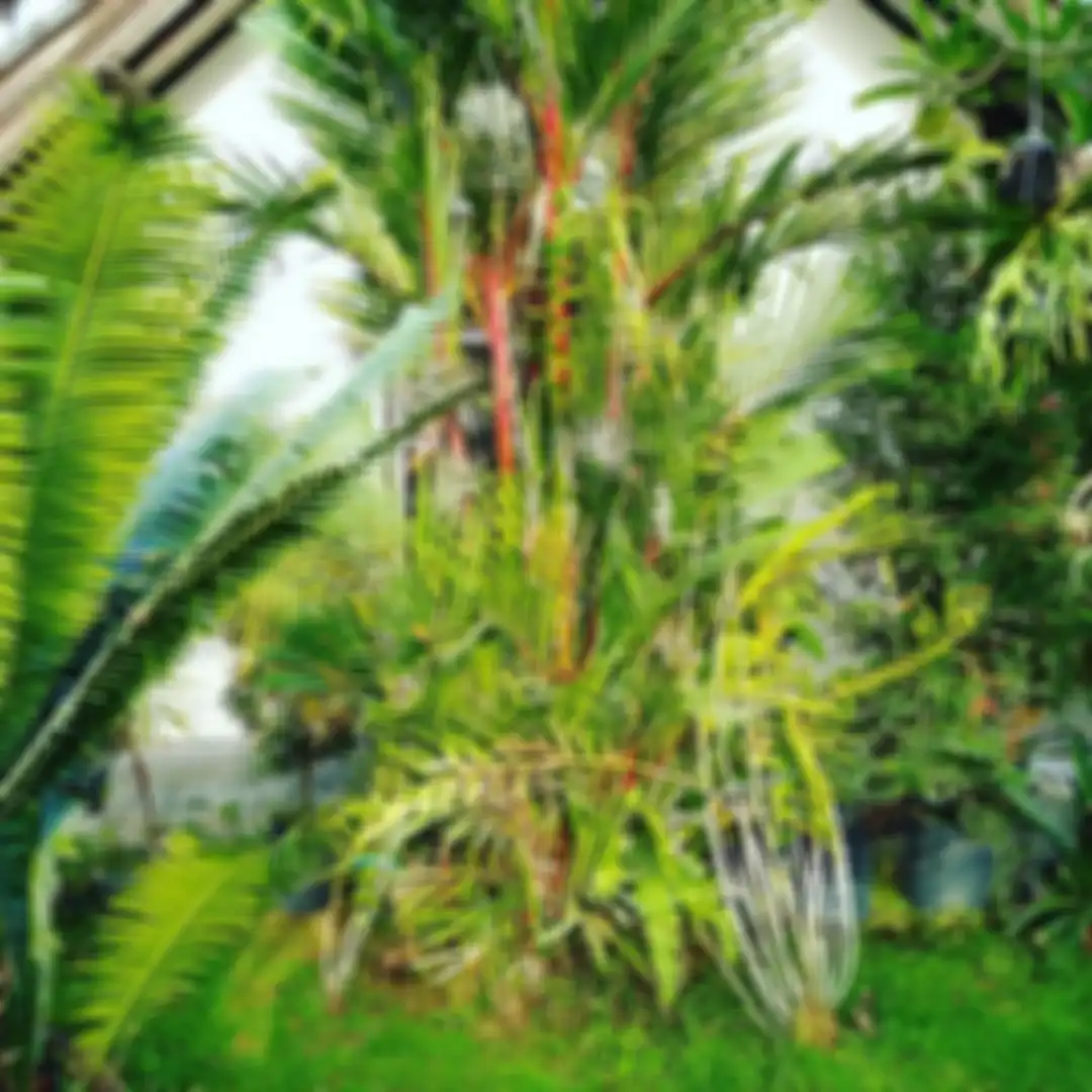 Inilah 5 tanaman yang nggak cuma cantik buat foto rumah, tetapi diminta pakar feng shui tanam di halaman. Manfaatnya bikin takjub!