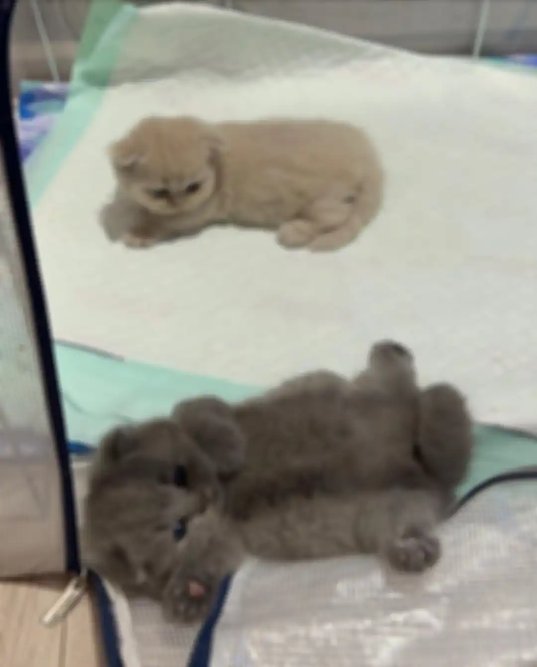 Anak-anak kucing Gempi sudah diberi nama oleh Gisel. Rupanya respons produser film kondang Amrit Punjabi jadi sorotan.