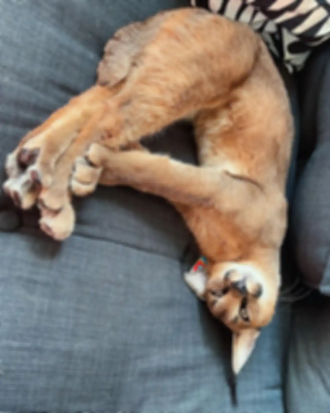 Foto unik kucing caracal yang ternyata dibanderol Rp 150 juta. Berikut fakta-fakta menarik dari kucing pemburu ini. 