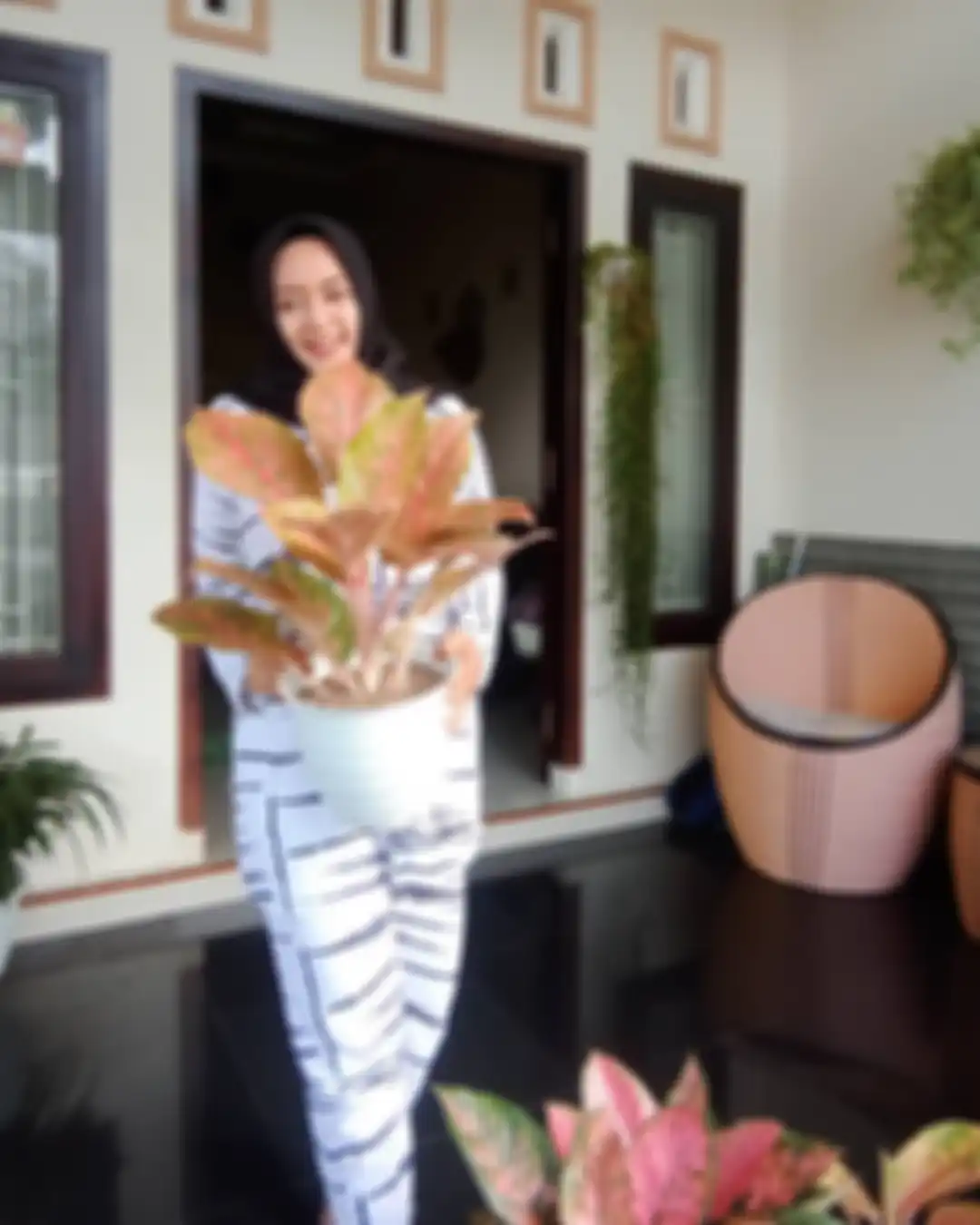 Intip 6 potret aglonema harlequin, tanaman hias cantik yang bikin kita makin yakin harganya bisa menembus ratusan juta rupiah.