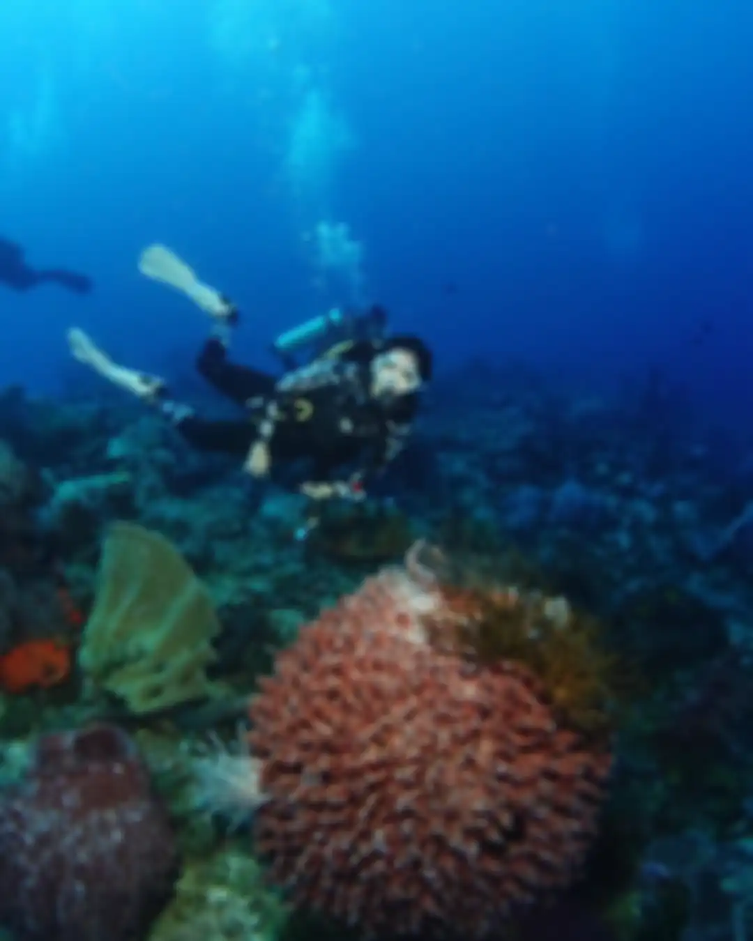 Gisel semakin sering pamer foto diving. Janda Gading Marten ketagihan berjumpa makhluk langka. Gisel pilih kabur dari rumah gegara sosok ini.