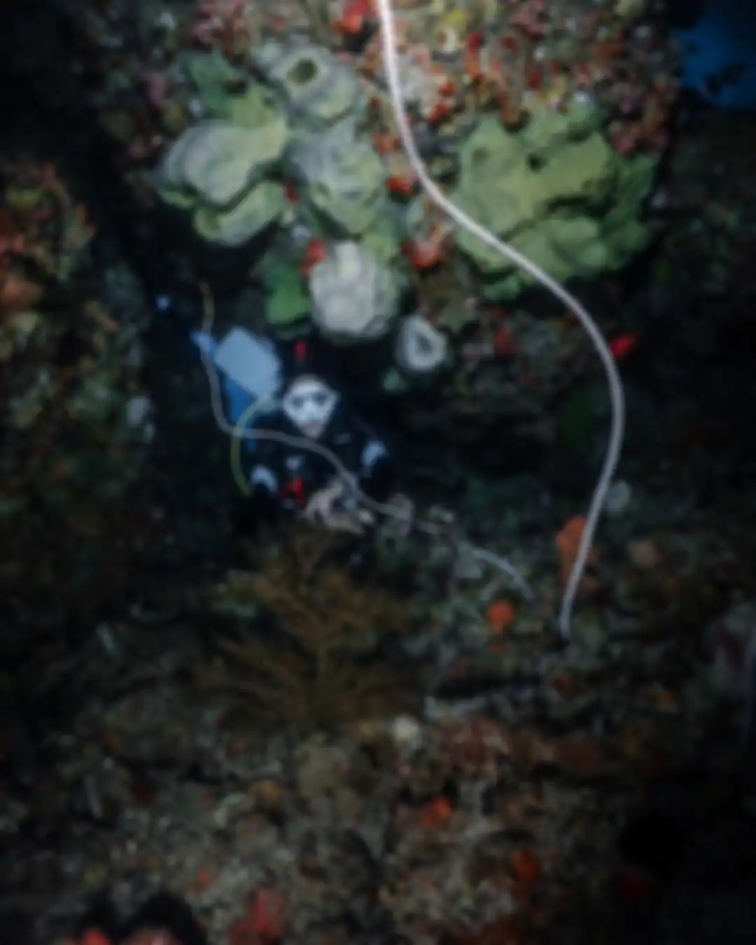 Gisel bangga memajang foto terjepit di antara karang indah Kepulauan Alor. Dia terlihat bahagia enak-enak kejepit di bawah laut.