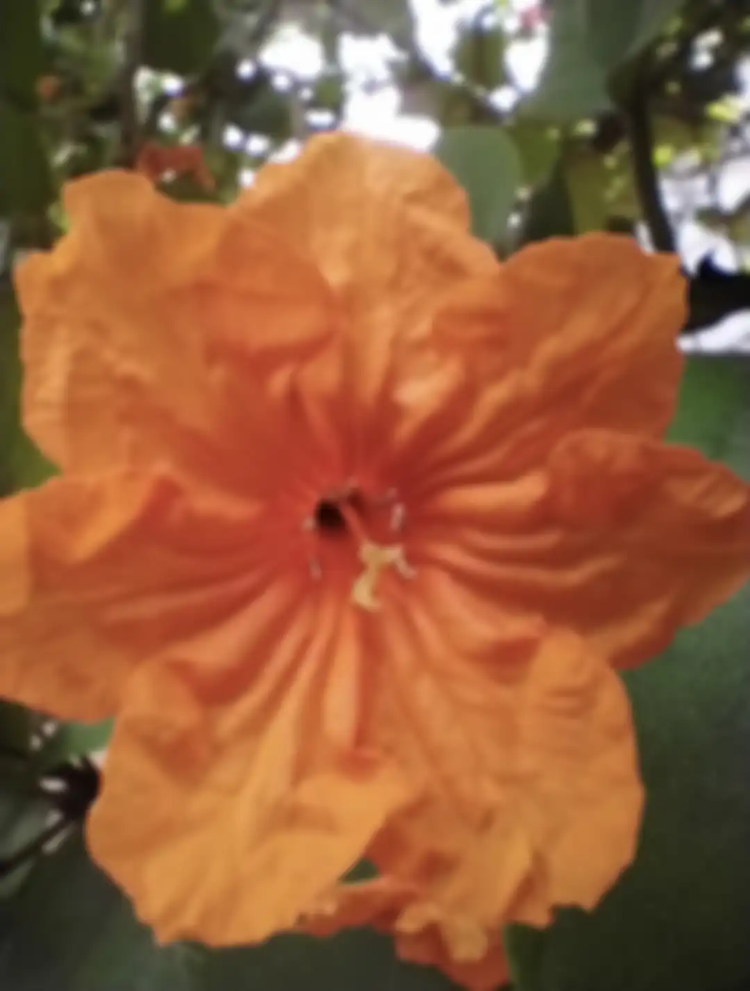 Hasil gambar yang dihasilkan oleh lensa makro Nokia 5.3 untuk foto bunga.