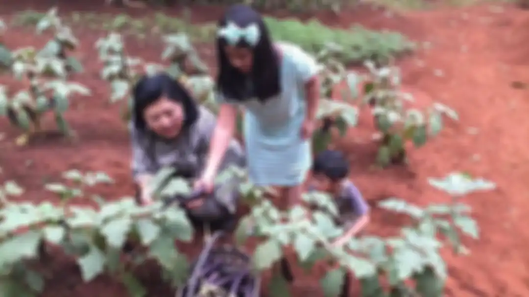Ani Yudhoyono panen terong di kebun Cikeas Jungle bersama Aira dan Airlangga