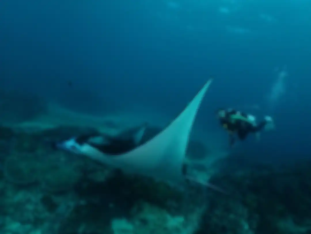 Gisel sampai bilang begini ke pria ini setelah ketemu ikan raksasa di Nusa Penida Bali. Foto janda Gading Marten diving disorot.