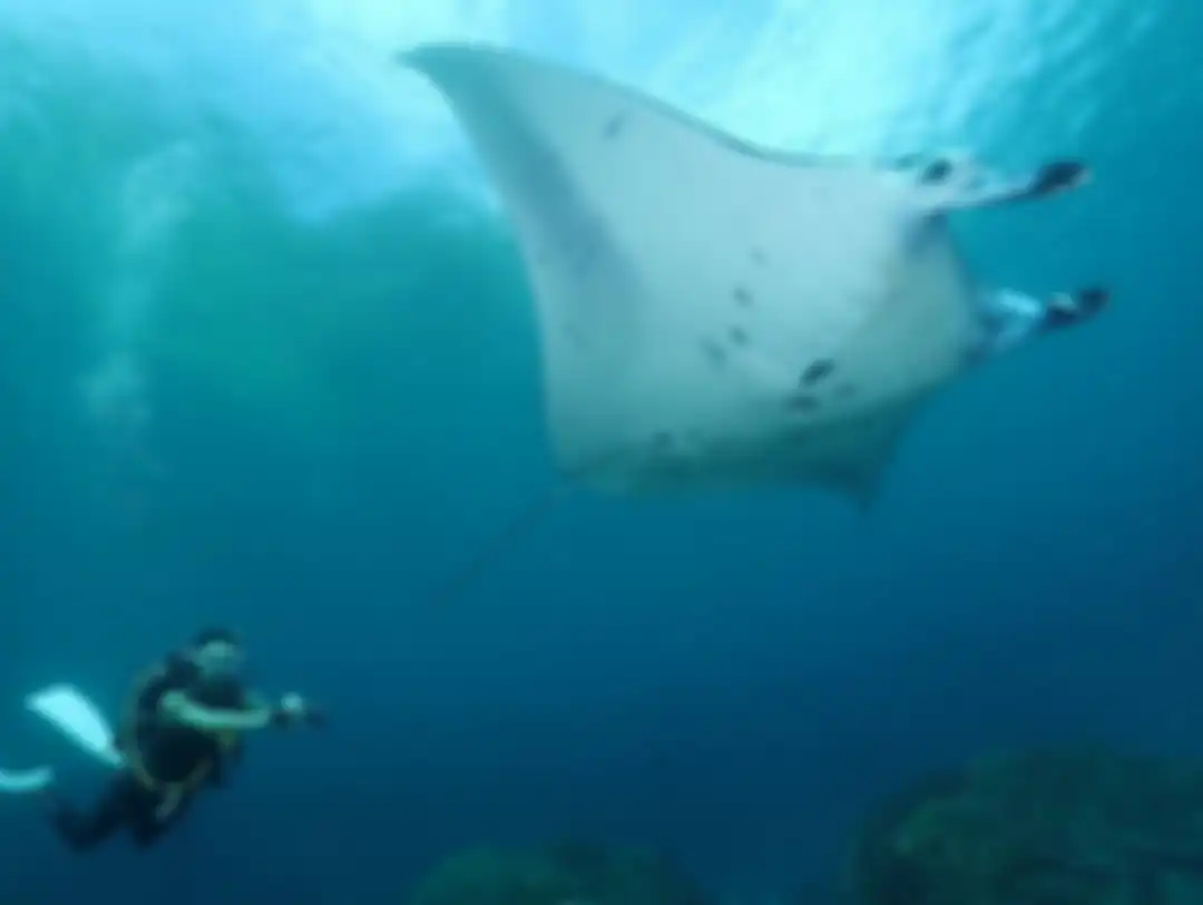 Gisel sampai bilang begini ke pria ini setelah ketemu ikan raksasa di Nusa Penida Bali. Foto janda Gading Marten diving disorot.
