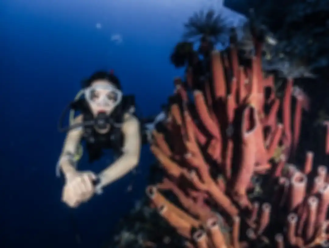 Gisel mengunggah foto diving sembari pamer barang jualan. Dia ketagihan diving di Kepulauan Togean di Sulawesi Tengah.