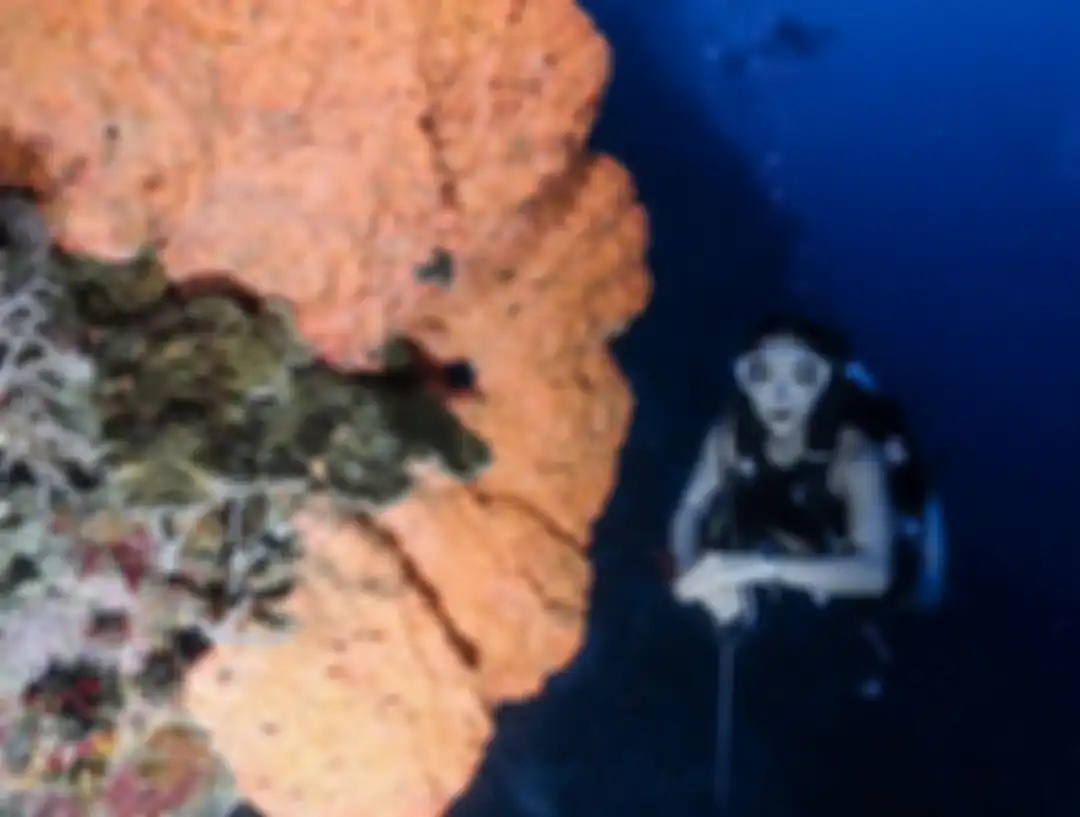 Gisel mengunggah foto diving sembari pamer barang jualan. Dia ketagihan diving di Kepulauan Togean di Sulawesi Tengah.