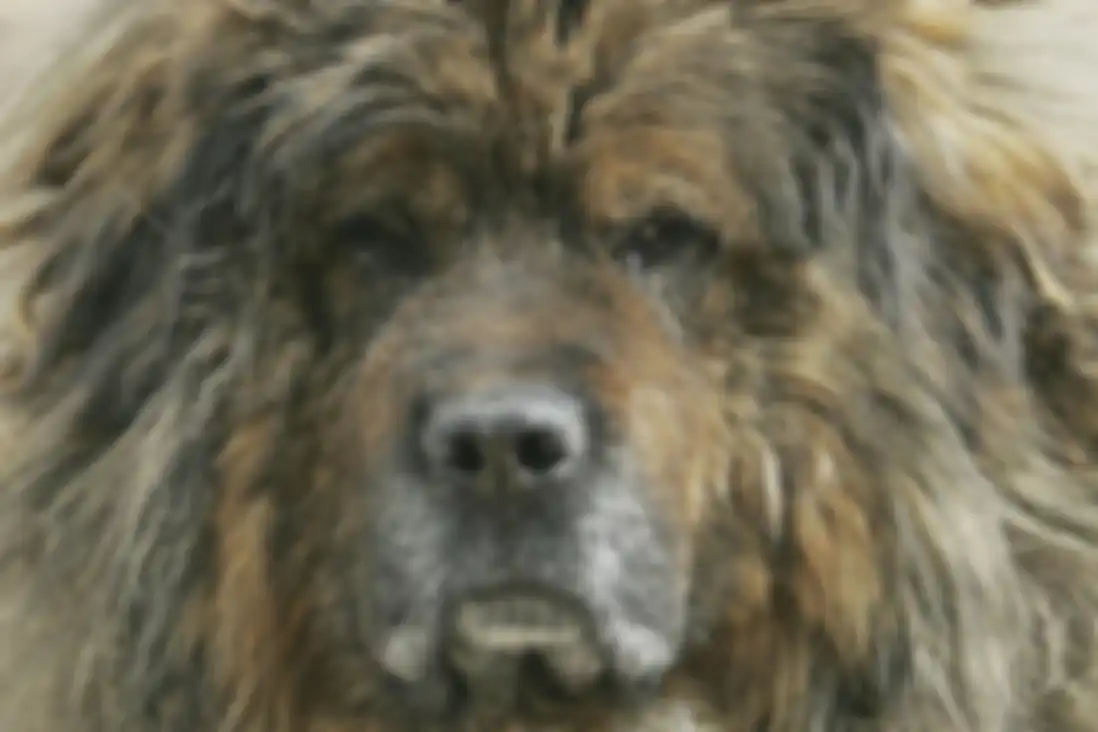 Anjing liar Tibet